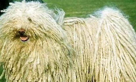 波利犬真菌感染的原因及處理