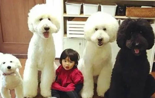巨型貴賓犬有多大