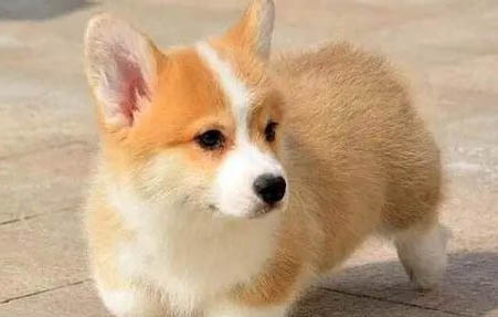 棉花面紗犬哪里有賣
