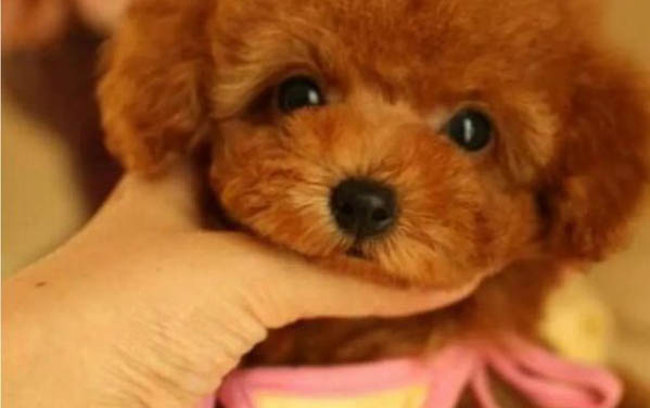 狗狗便秘怎么辦/