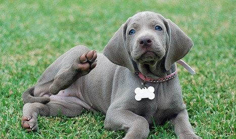 美國水獵犬需要補鈣嗎
