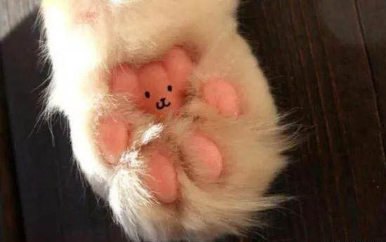 貓咪能吃雞蛋嗎？