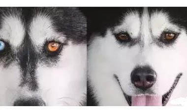 阿拉斯加犬拉稀很黃