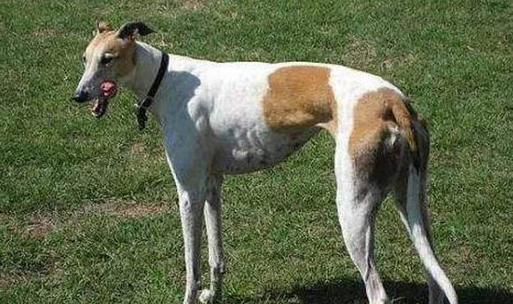 靈緹犬性格