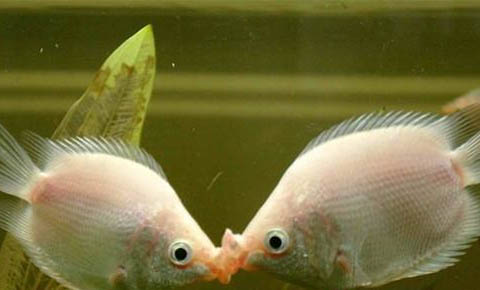 公母接吻魚能混養嗎