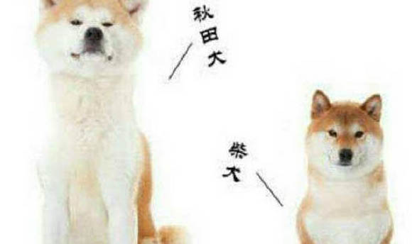 柴犬和秋田的區別有哪些