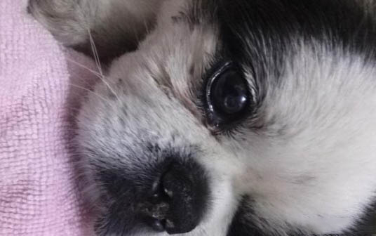 狗狗便血拉稀有幾種原因?