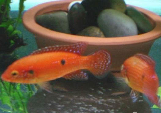 紅寶石魚好養嗎?