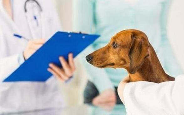 狗狗怎么樣會得細小病毒