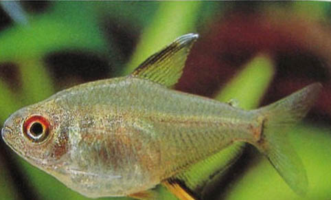 水缸養魚怎么樣換水?