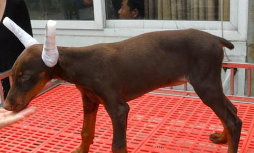 養(yǎng)杜賓犬的好處和壞處
