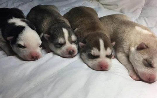 棉花面紗犬哪里有賣
