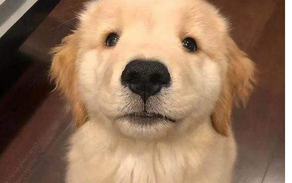 哪里有金毛幼犬賣
