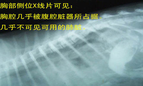 貓一般在哪個季節(jié)換毛