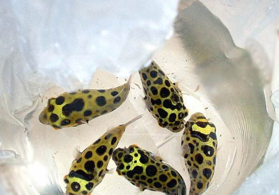 潛水艇魚能長多大?