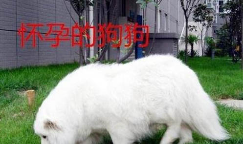 懷孕狗一定要驅蟲嗎