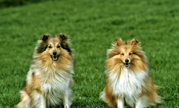 中亞牧羊犬和高加索犬哪個厲害