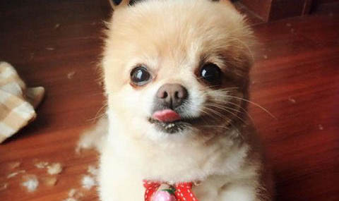 狗狗會來大姨媽嗎?