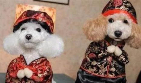 狗狗吃了襪子六天了