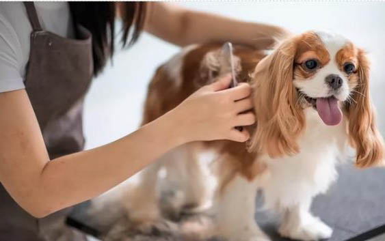 狗狗肛門腺炎癥狀有哪些呢?