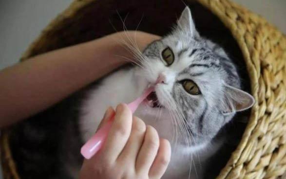 貓突然頻繁嘔吐怎么辦