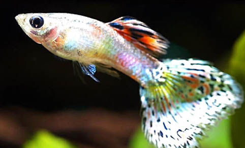 1.2米魚缸多少升水