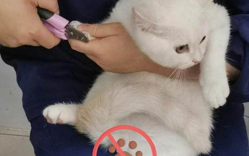 小貓多大打第一針疫苗