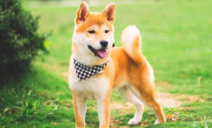 柴犬和金毛哪個聰明