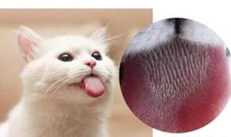 貓咪什么時候做絕育最合適?