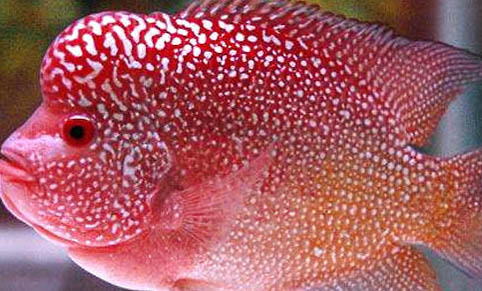羅漢魚常見的疾病有哪些