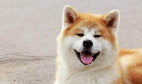 純種秋田犬如何挑選