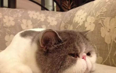 貓咪身上有寄生蟲會有哪些表現