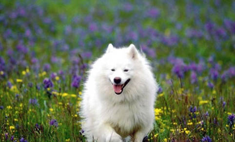 棉花面紗犬哪里有賣
