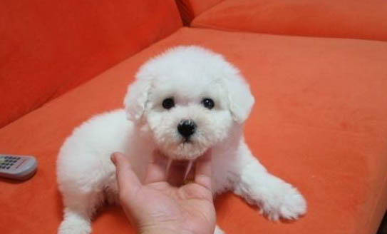 貴賓犬如何養