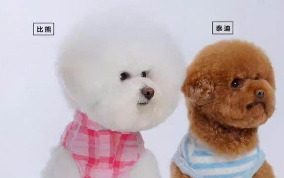 幼犬為何會得細小