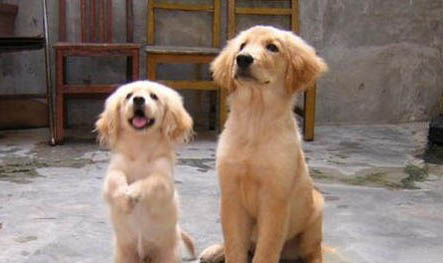 金毛70斤成犬—天吃多少狗糧?
