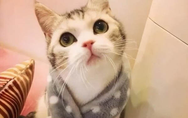 貓毛炸了是什么原因