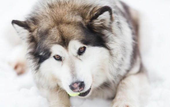 狗多大算是成犬