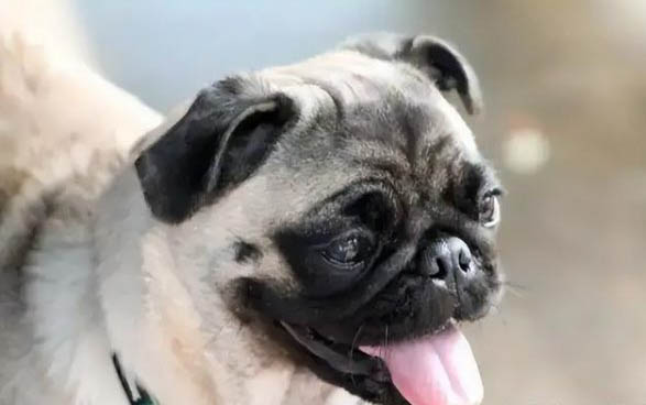 狗狗可以吃雞蛋白嗎
