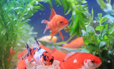 家養金魚會自然繁殖嗎為什么
