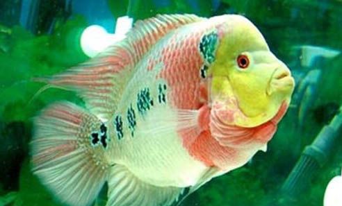 羅漢魚(yú)不起頭是什么原因