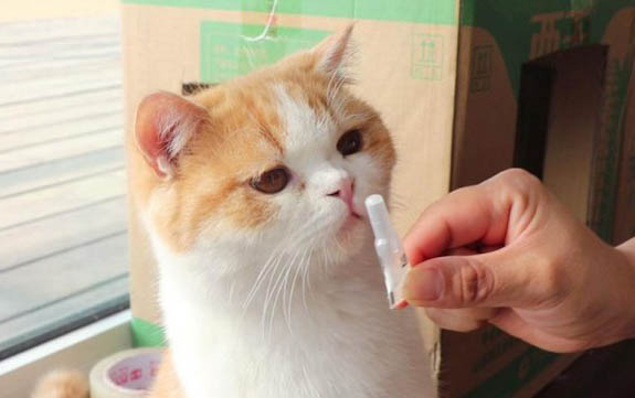 貓咪吃了打蟲藥嘔吐怎么辦?