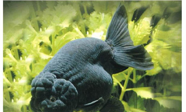 黑坑釣鯉魚用多長的魚竿