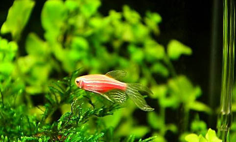 為何一換水斑馬魚就死