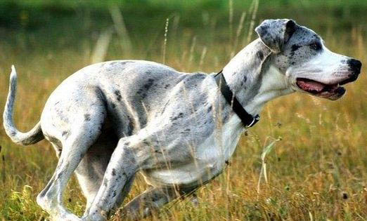 大丹犬鼻子出血的原因及處理方法