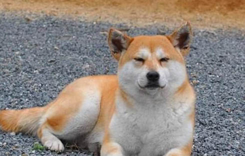 柴犬暈車多久能恢復