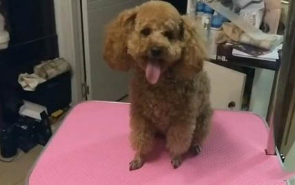 狗狗糖尿病有哪些癥狀