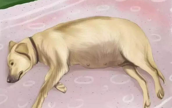 狗叩診的部位介紹