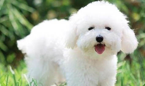 如何檢測狗狗得了細小或犬瘟