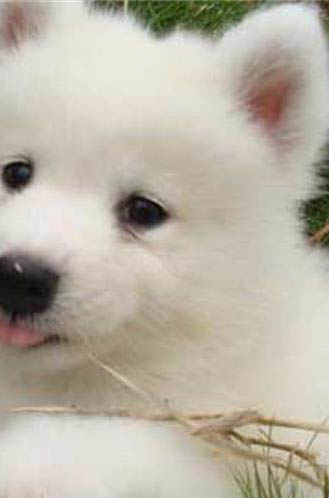 冬天狗狗多久洗一次澡